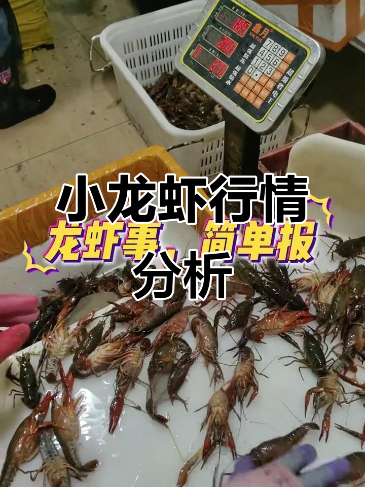 4月24日小龙虾价格稳定,市场动态持续关注