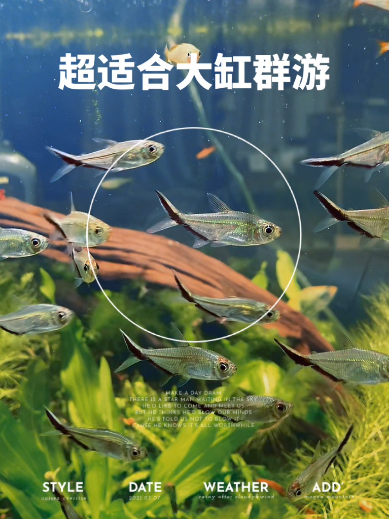 养鱼日记之黑尾大勾|新手友好的群游混养鱼