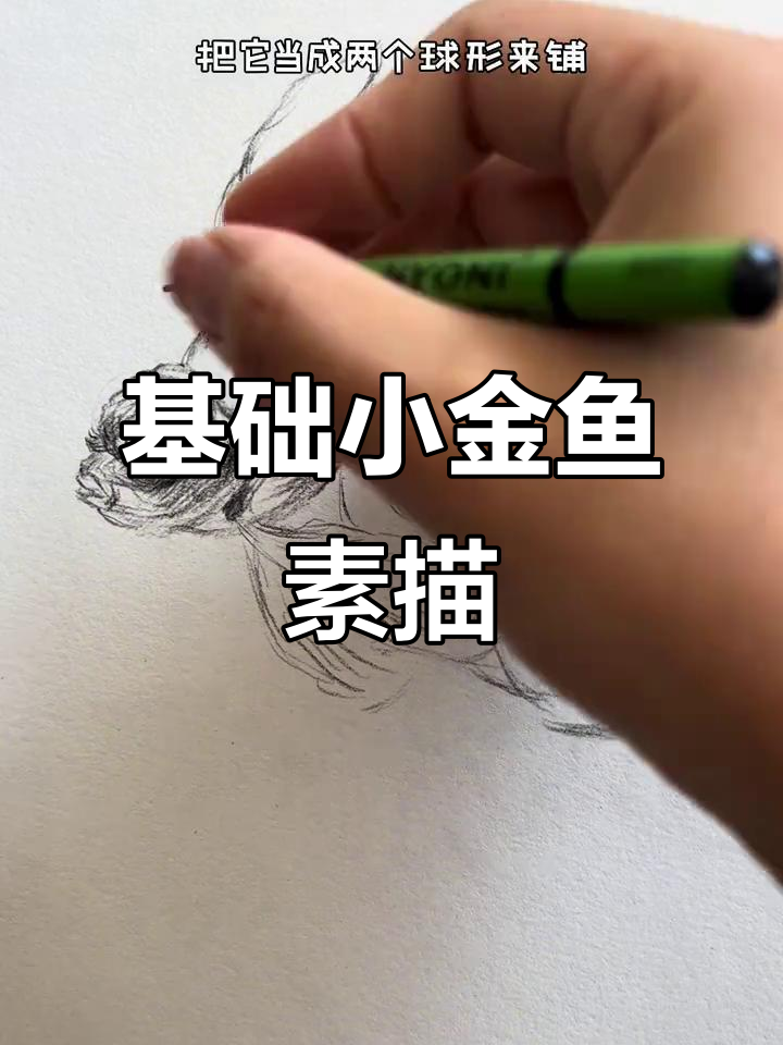 小金鱼素描技巧：从鱼头到鳞片的细致铺色步骤