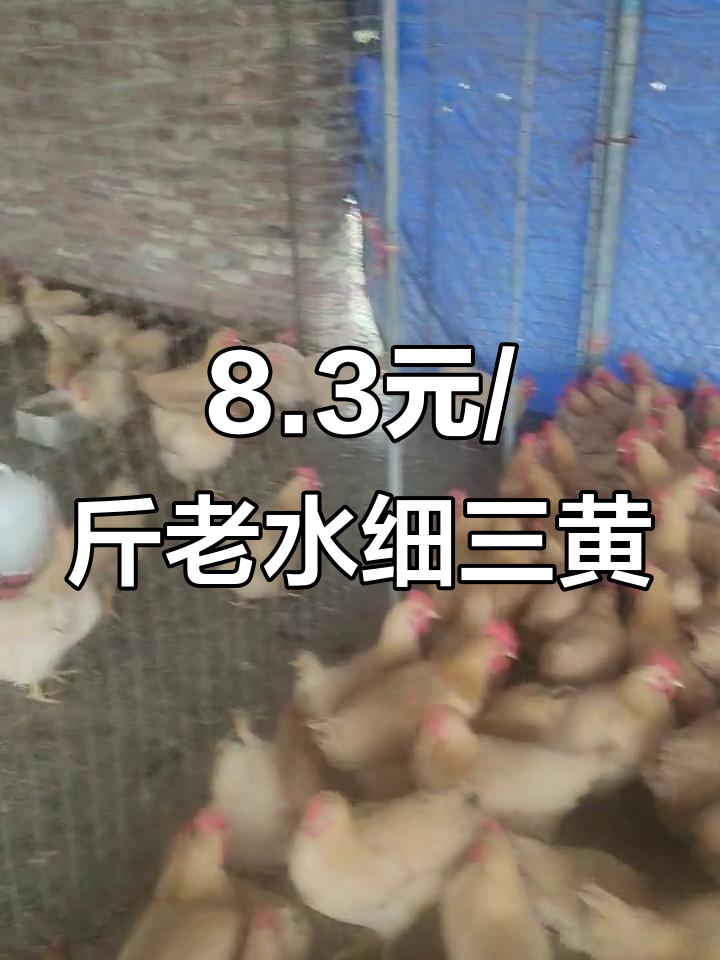 老水细三黄鸡,8.3元一斤,平均4.2重,走地鸡肉质鲜美