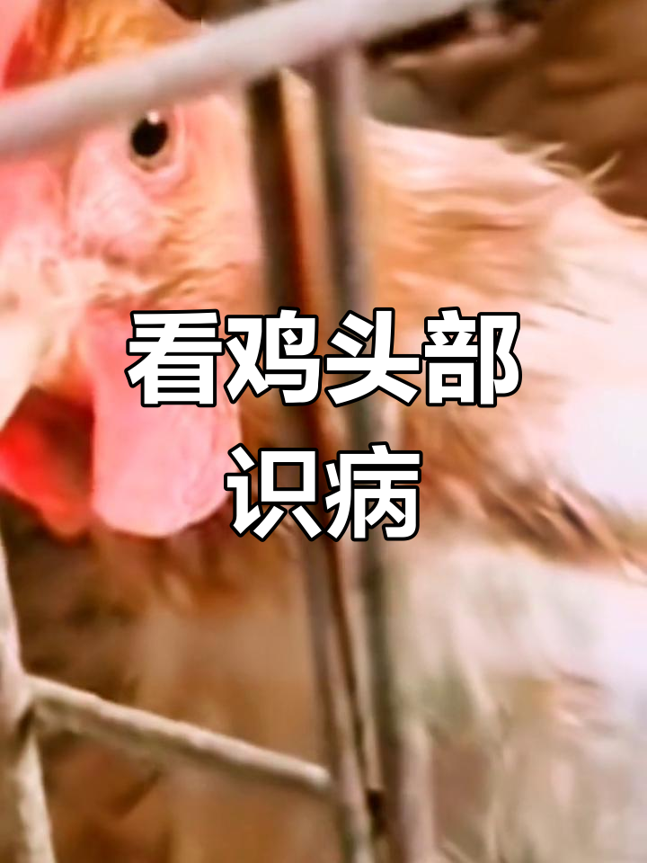 鸡头异常?这些症状告诉你生病了