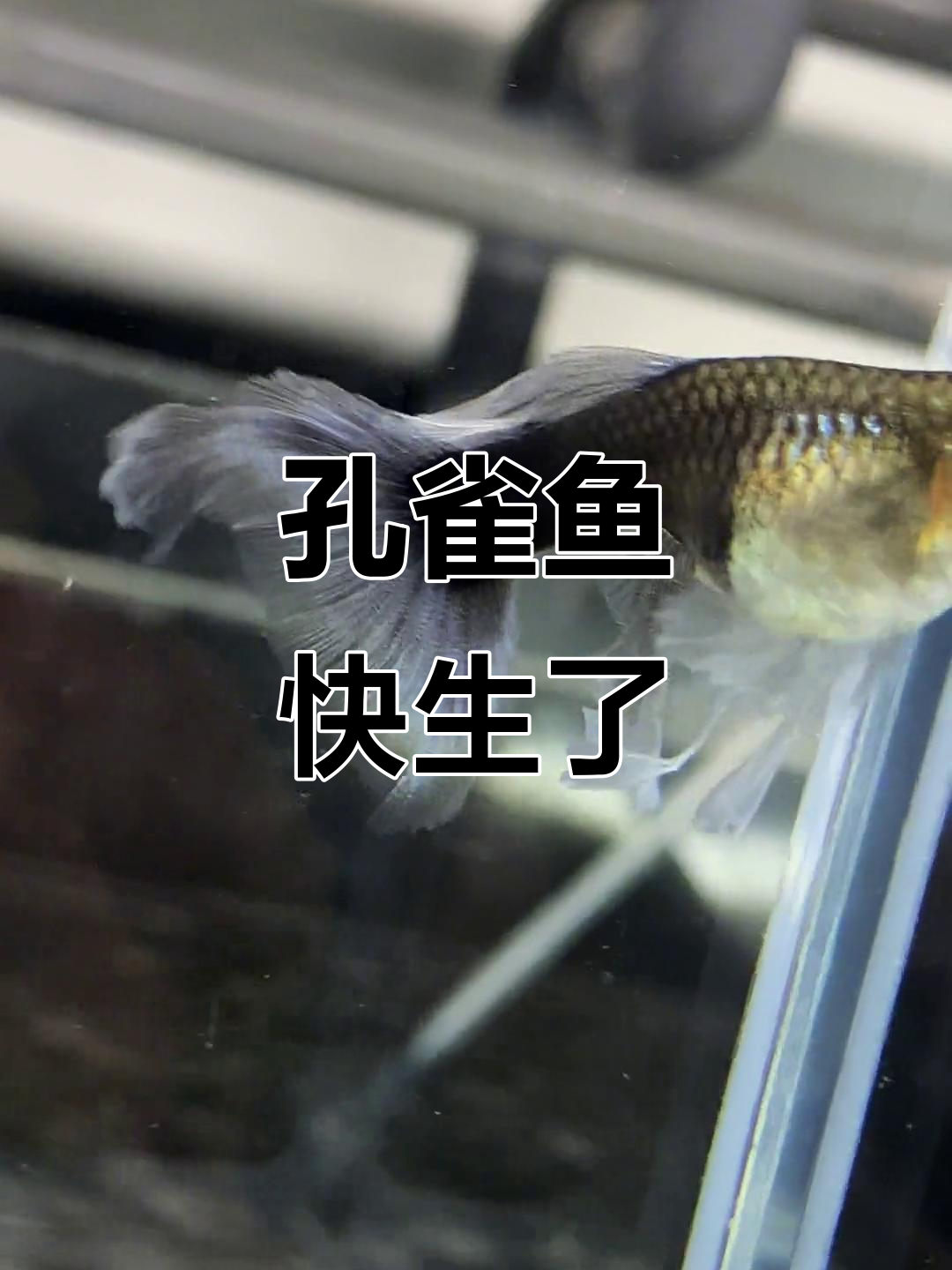 孔雀鱼临产征兆:肚子变大、颜色加深,准备生小鱼了