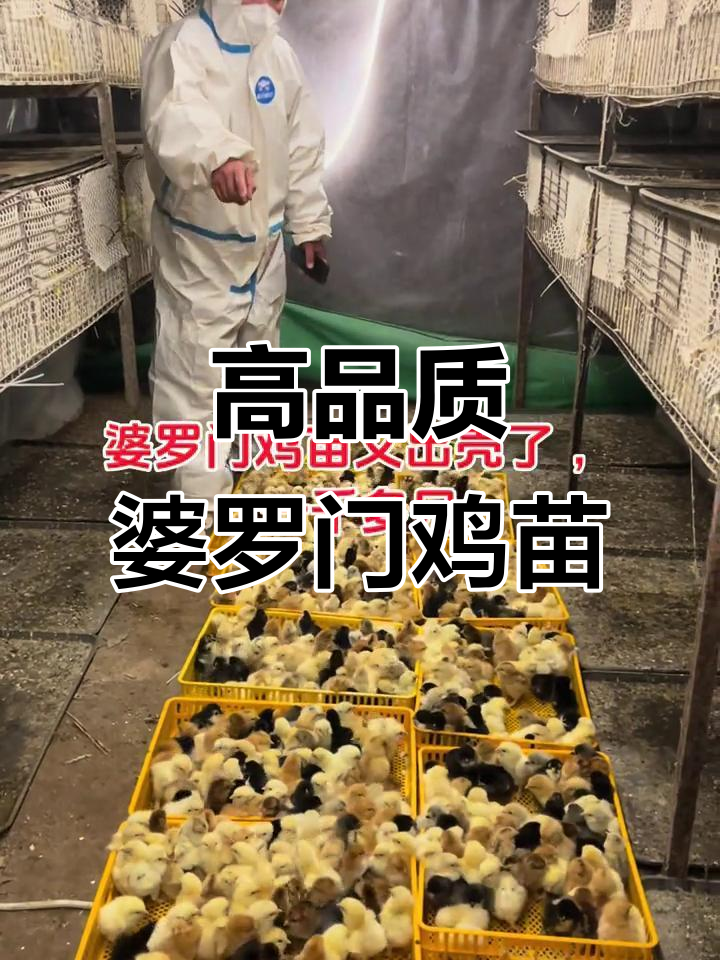 婆罗门鸡苗批发零售,高品质观赏鸡一应俱全