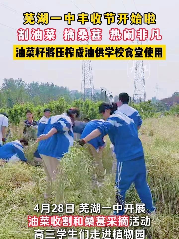 芜湖一中丰收节开始啦 割油菜 摘桑葚 热闹非凡 油菜籽将压榨成油供学校食堂使用  4月28