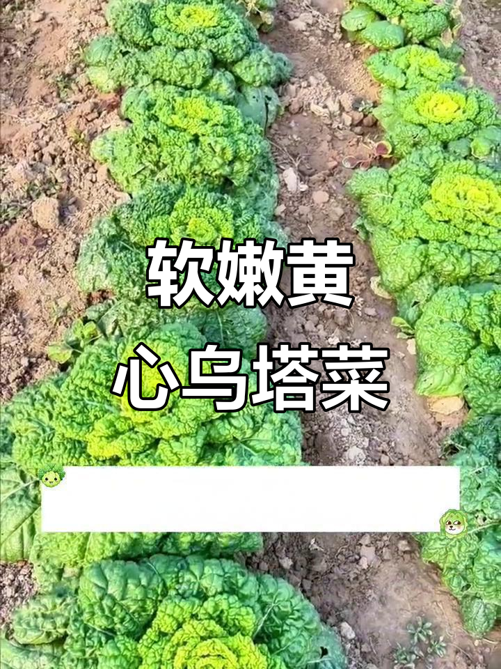 黄心乌塌菜:耐寒又抗虫,口感嫩滑鲜香