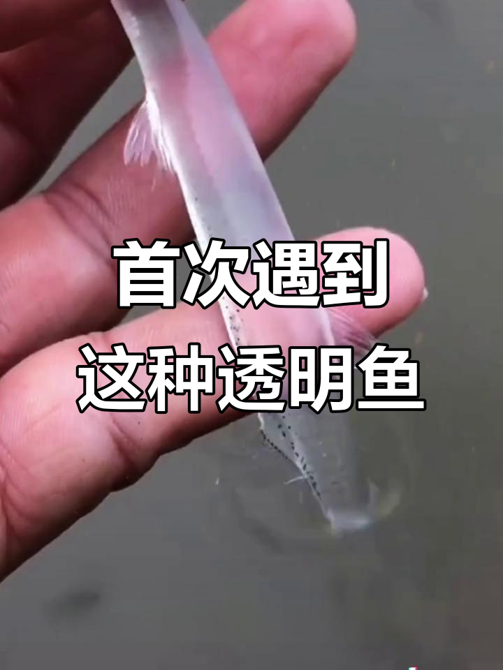 钓到透明鱼,连内脏都看不见!这是什么品种?