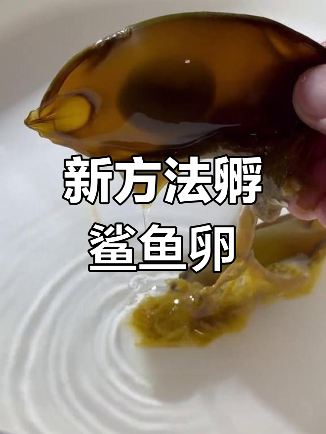 鲨鱼卵孵化新尝试,这次能成功吗?