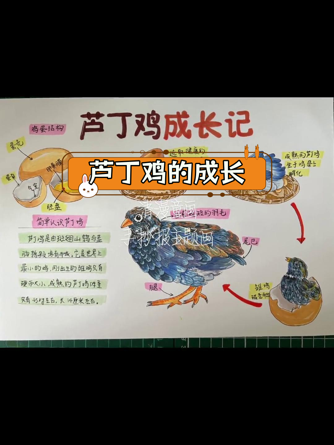 芦丁鸡成长日记:自然笔记手抄报