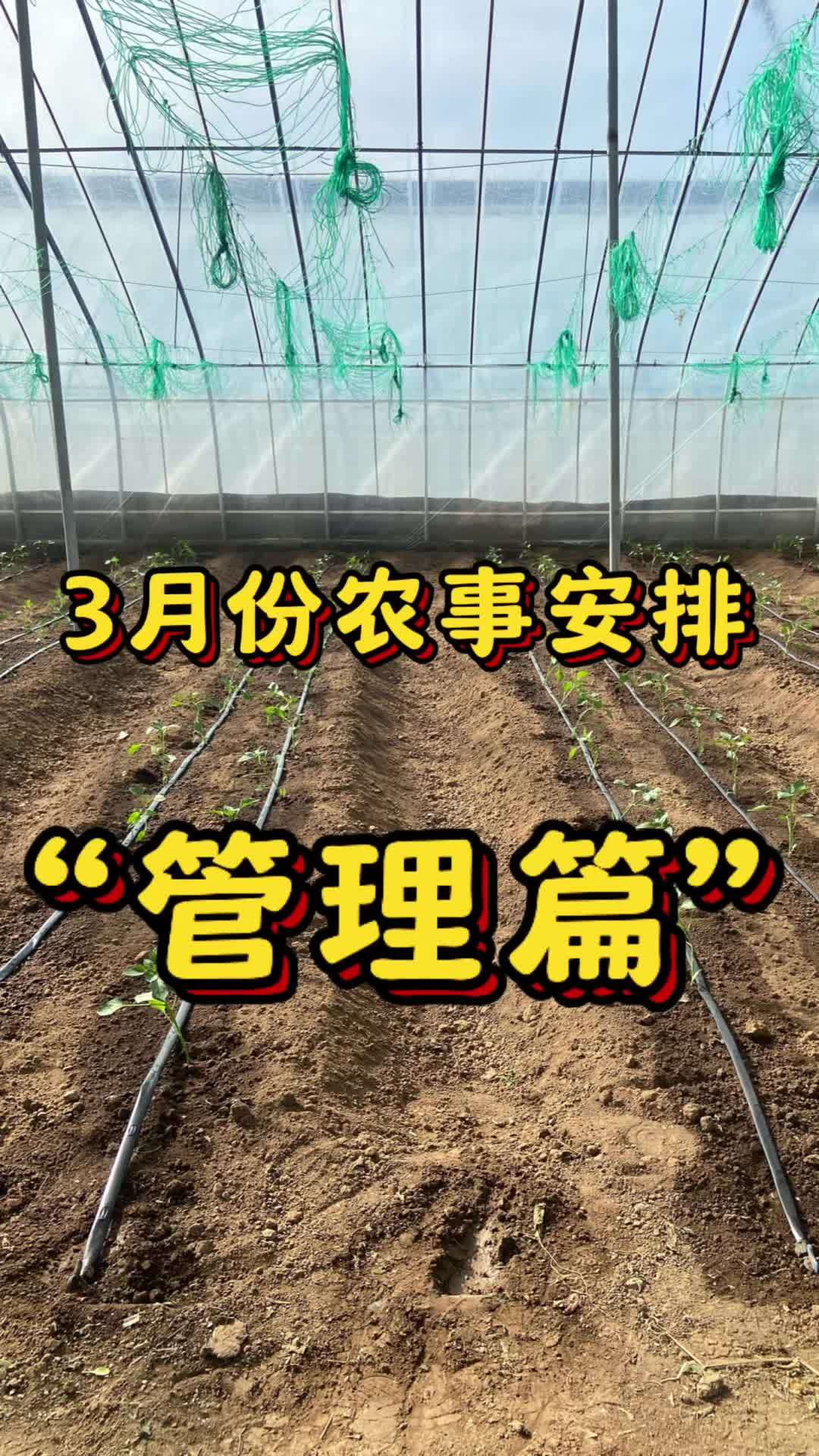 3月份农事管理-“管理篇”。大棚番茄、西瓜开花坐果期管理要点 三农 种植大棚 农业种植