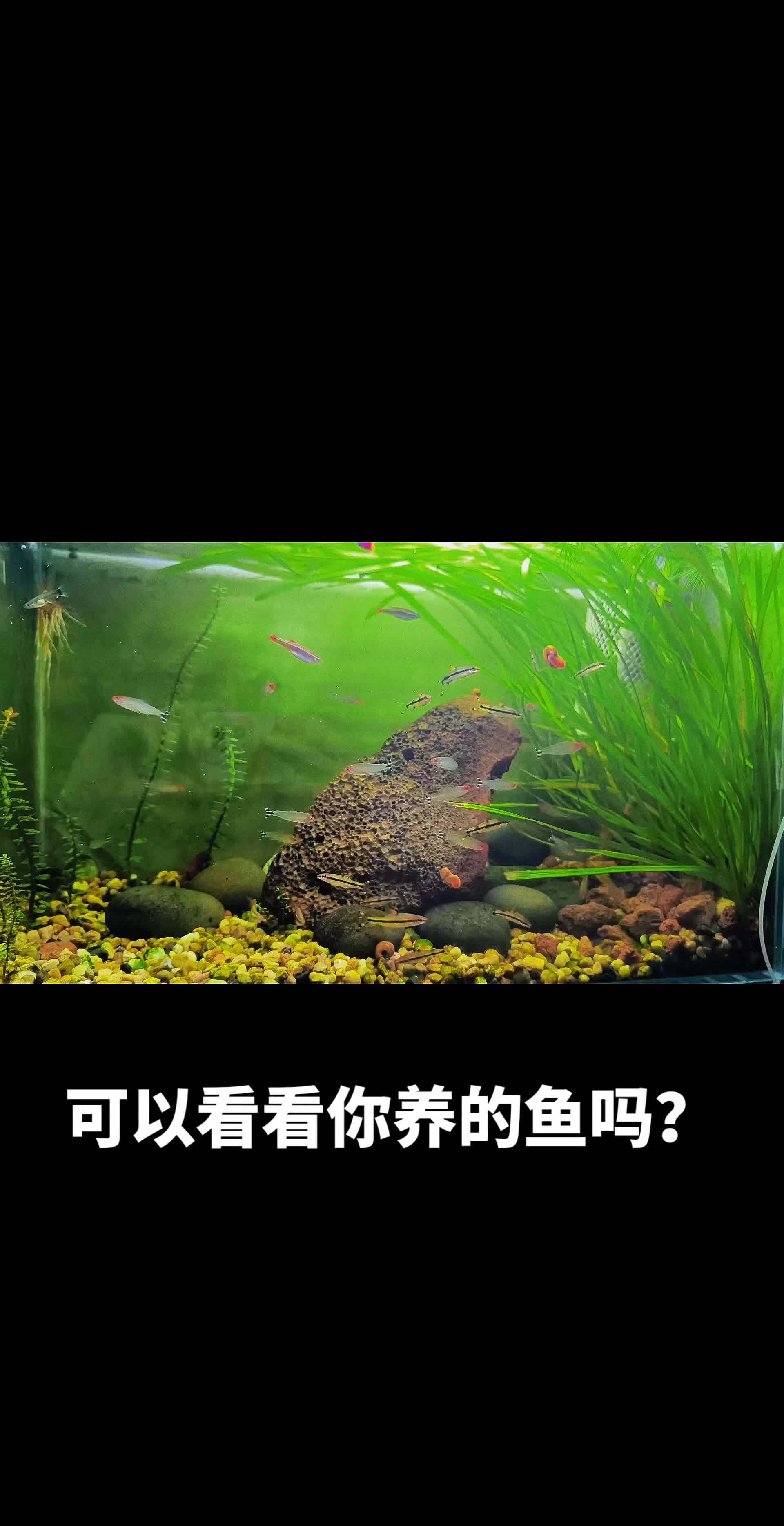 鱼缸里的大自然 草缸群游之王 一眉道人鱼 和 红鼻子红鼻剪刀鱼