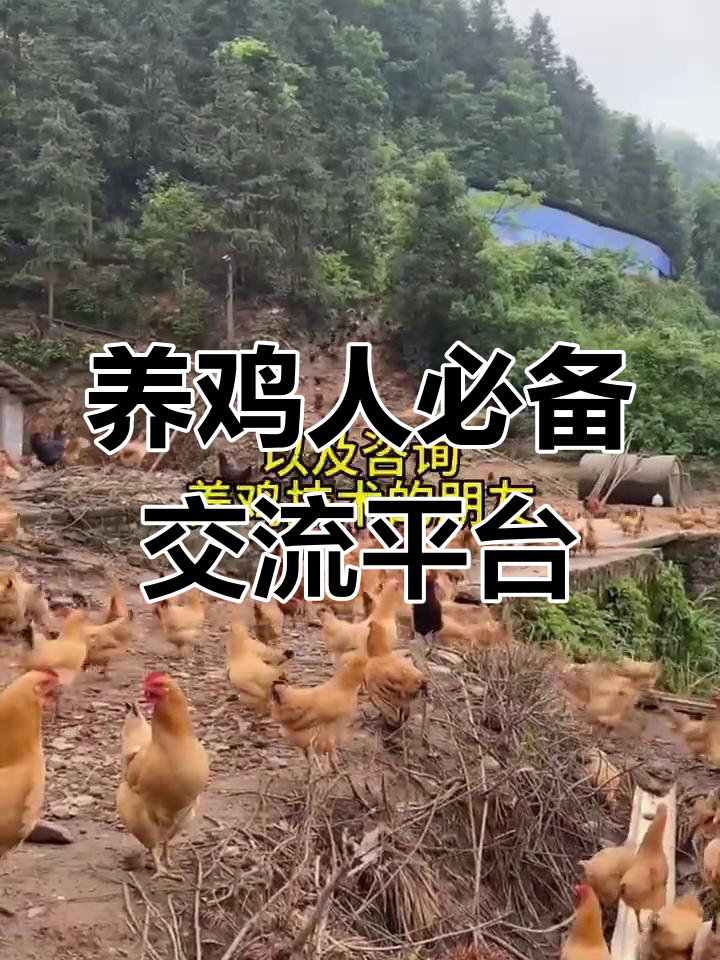 农村散养土鸡技术交流群,价格行情与销路全解析