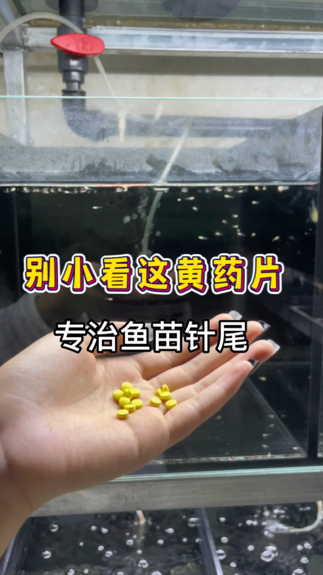 专治孔雀鱼苗针尾