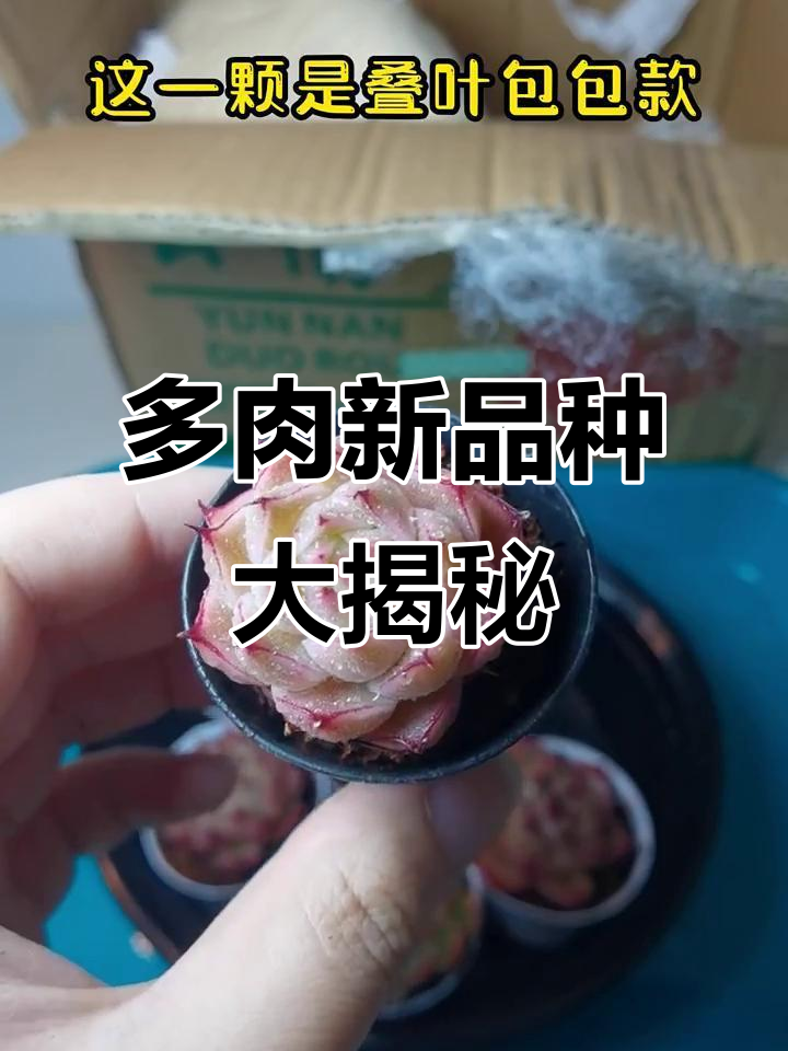 麦秆多肉开箱,冰珀、粉蔓等新品亮相