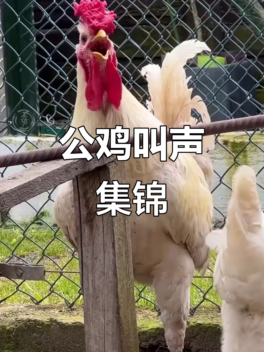 公鸡打鸣大合奏,农村早晨的“起床铃声”