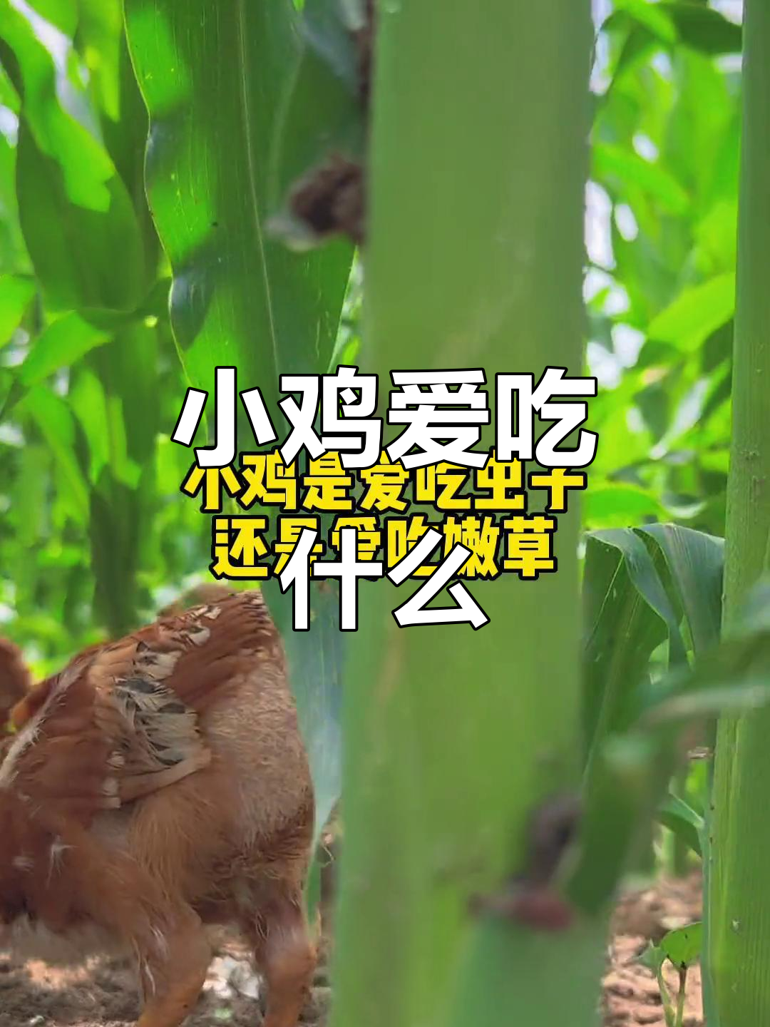 小鸡到底更爱吃虫子还是嫩草?