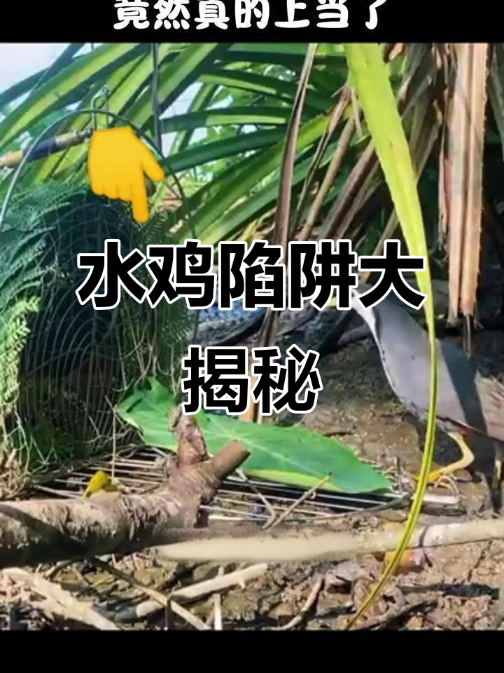 雄性水鸡被困,雌性的叫声引诱它上钩