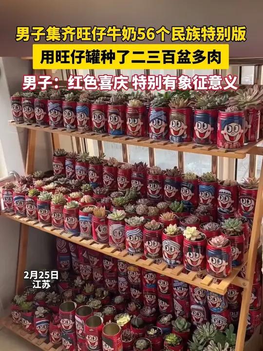 男子集齐旺仔牛奶56个民族特别版,用旺仔罐种了二三百盆多肉,男子:红色喜庆特别有象征意义