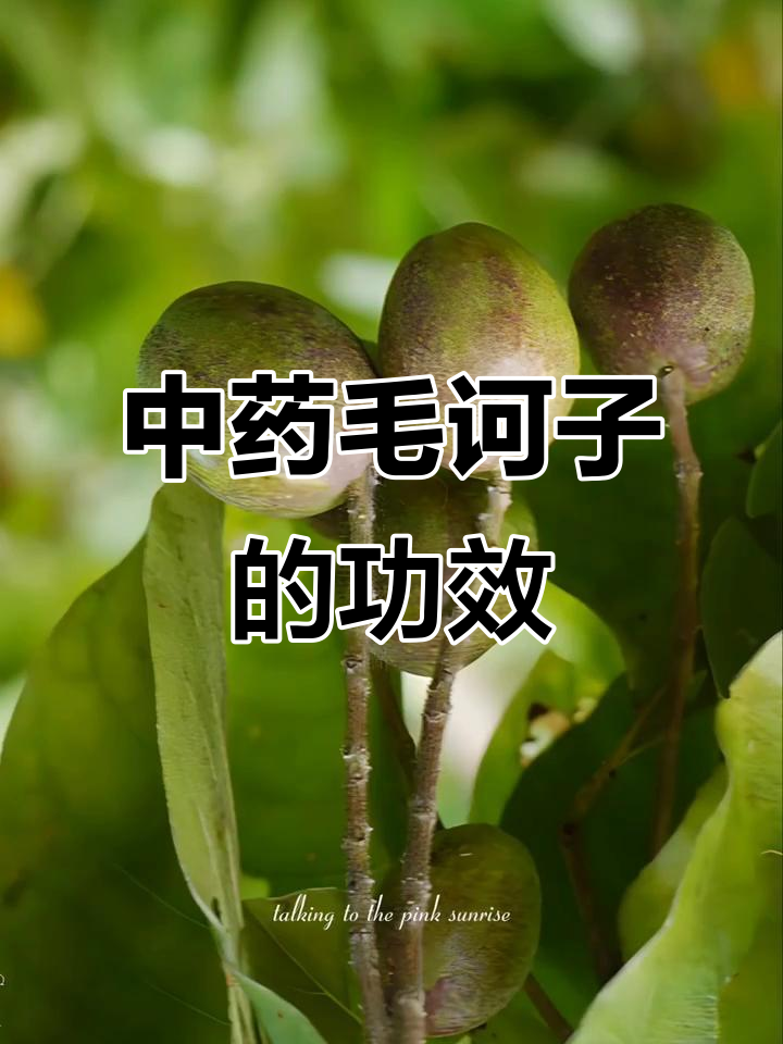 每天认识一味中草药:毛诃子