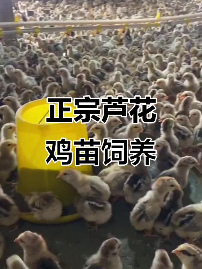 芦花鸡苗孵化与养殖技巧,五谷杂粮轻松喂