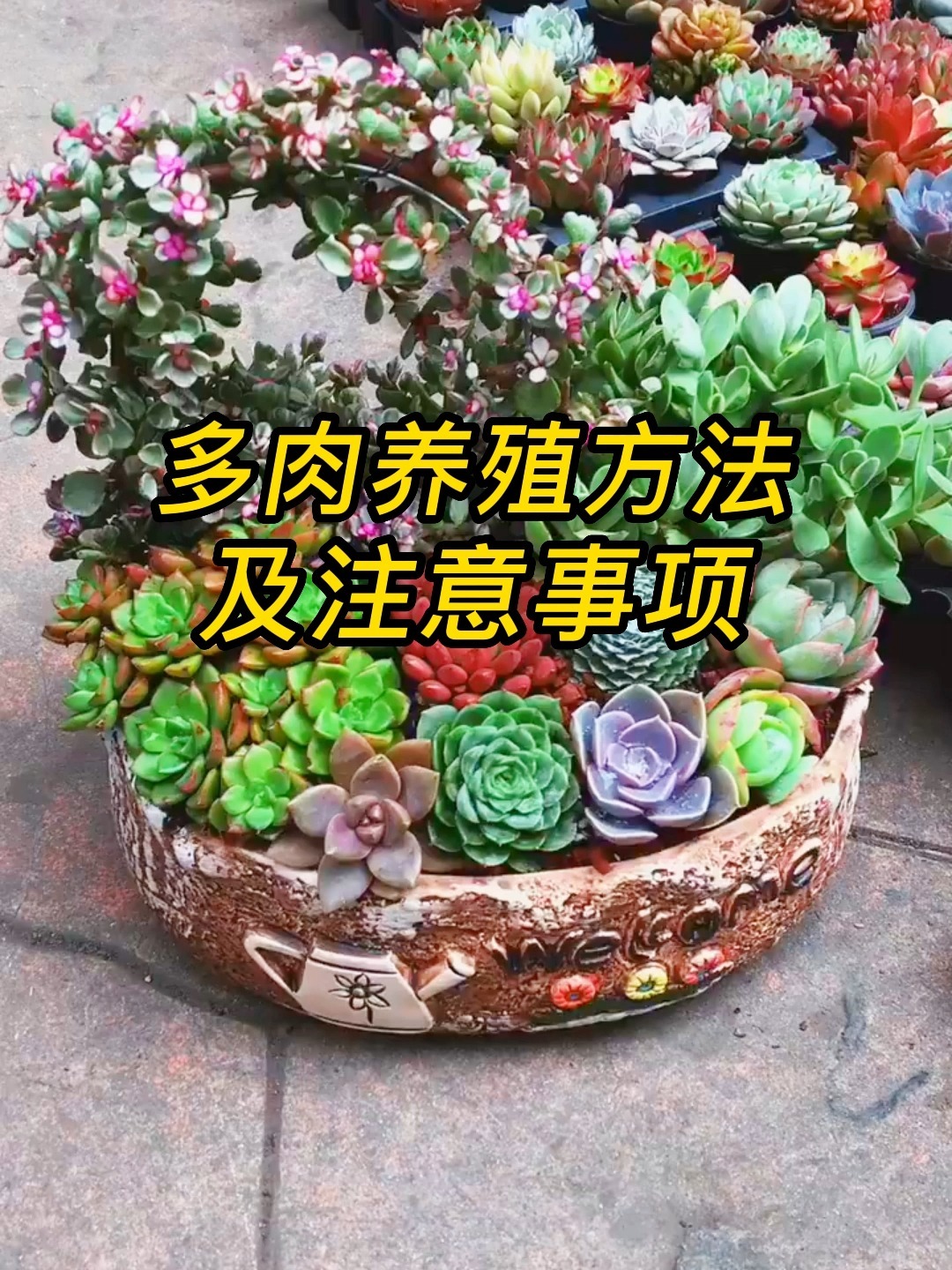 多肉养殖方法和注意事项