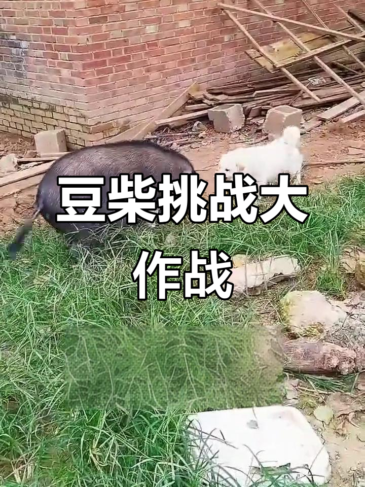 豆柴与白菜的“激战”,竟然被这只猪打败了!