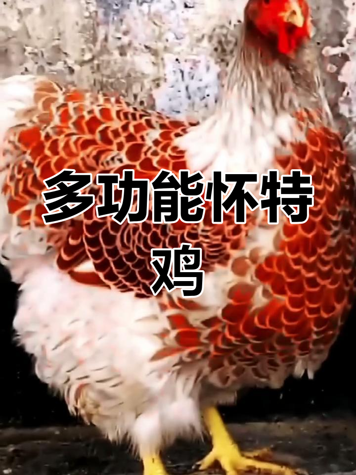 怀特鸡:观赏与肉用并存,极盐值高实力强