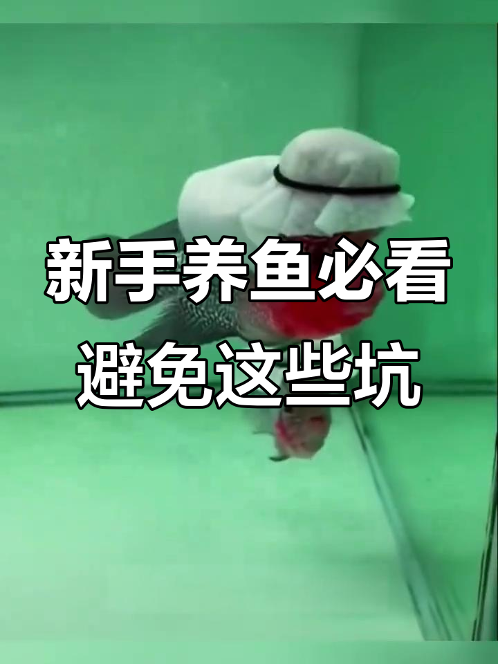 这些鱼别碰!新手养鱼的避雷指南