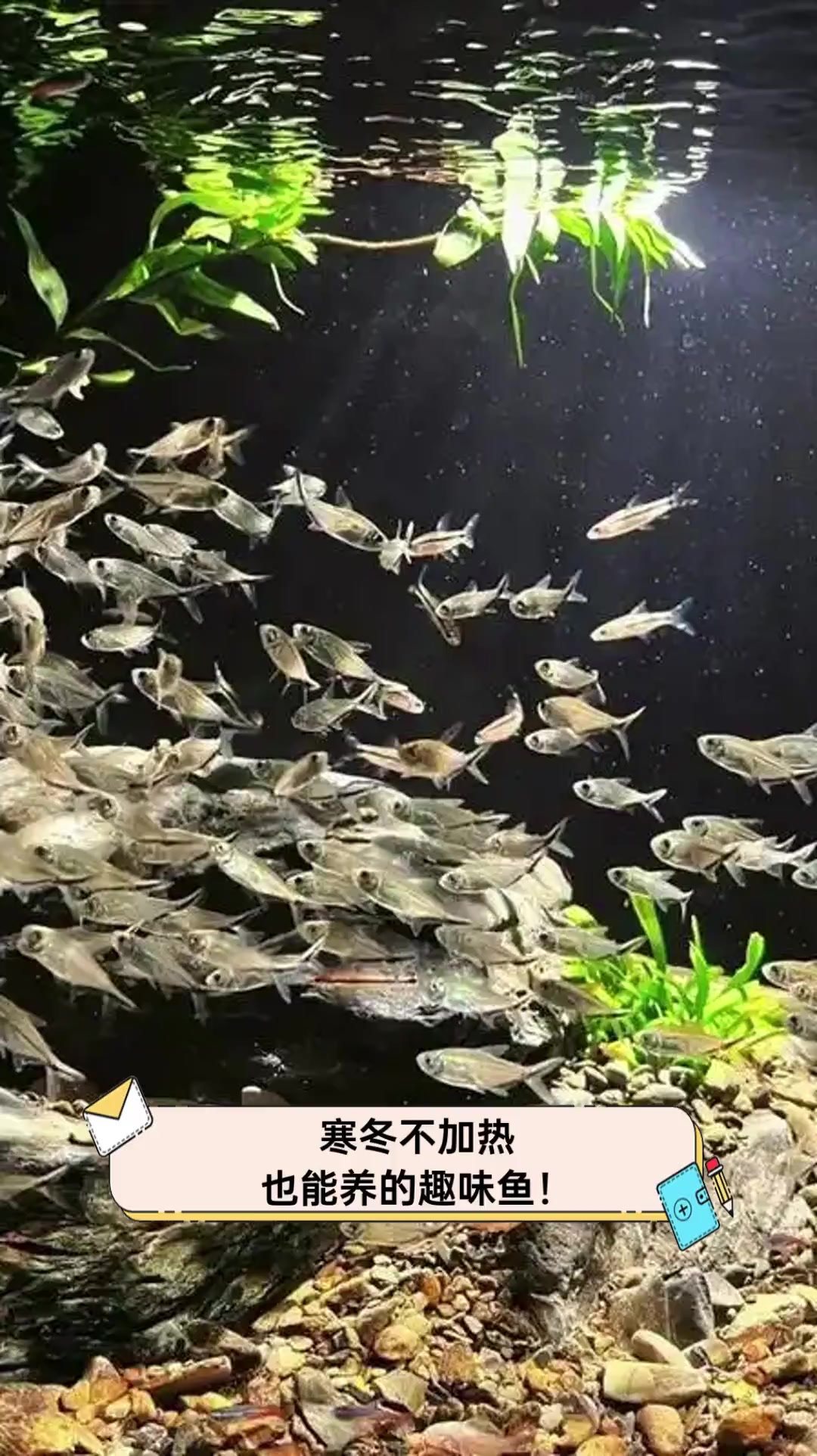 寒冬不加热,也能养的趣味鱼!
