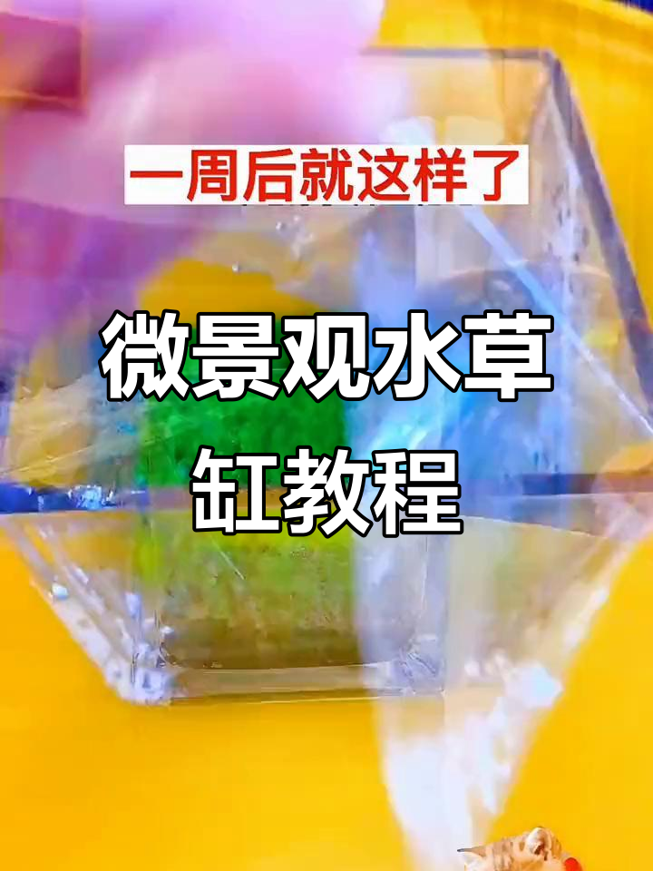 水草缸造景全攻略,打造微景观生态鱼缸