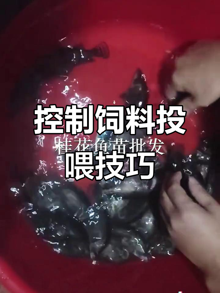 广州花都鱼苗场:如何控制饲料投喂,确保桂花鱼健康生长