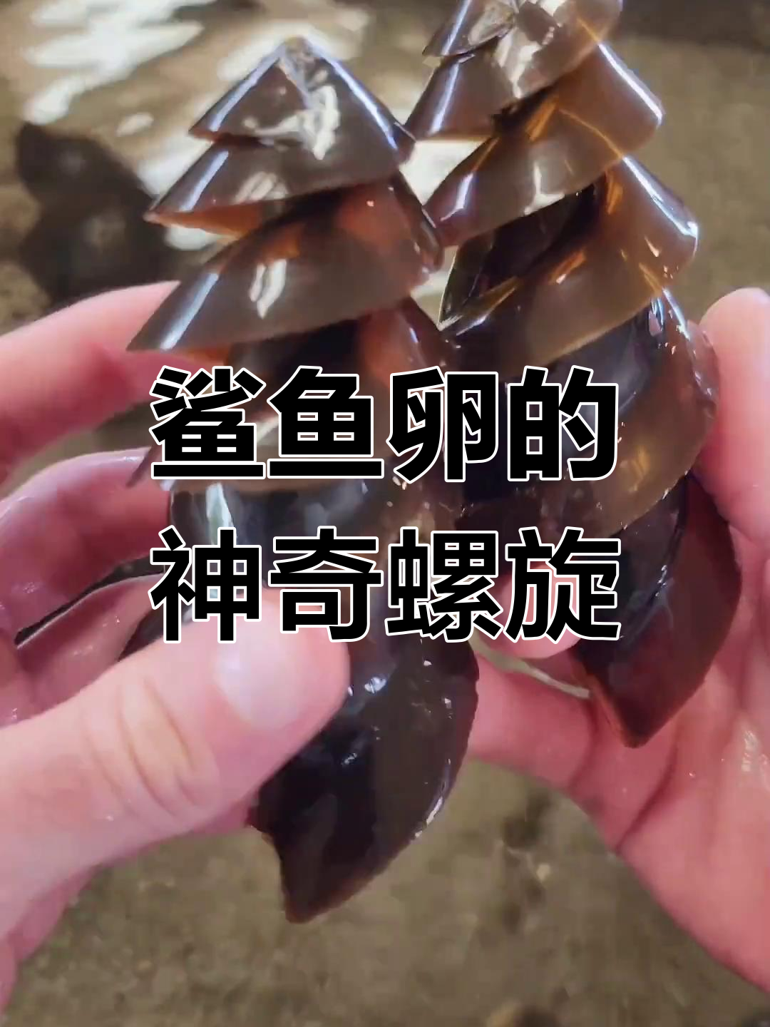 鲨鱼卵像钻头,小佛寺虎杀独特螺旋结构揭秘
