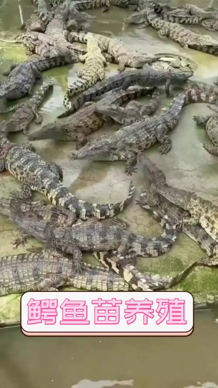 鳄鱼苗养殖