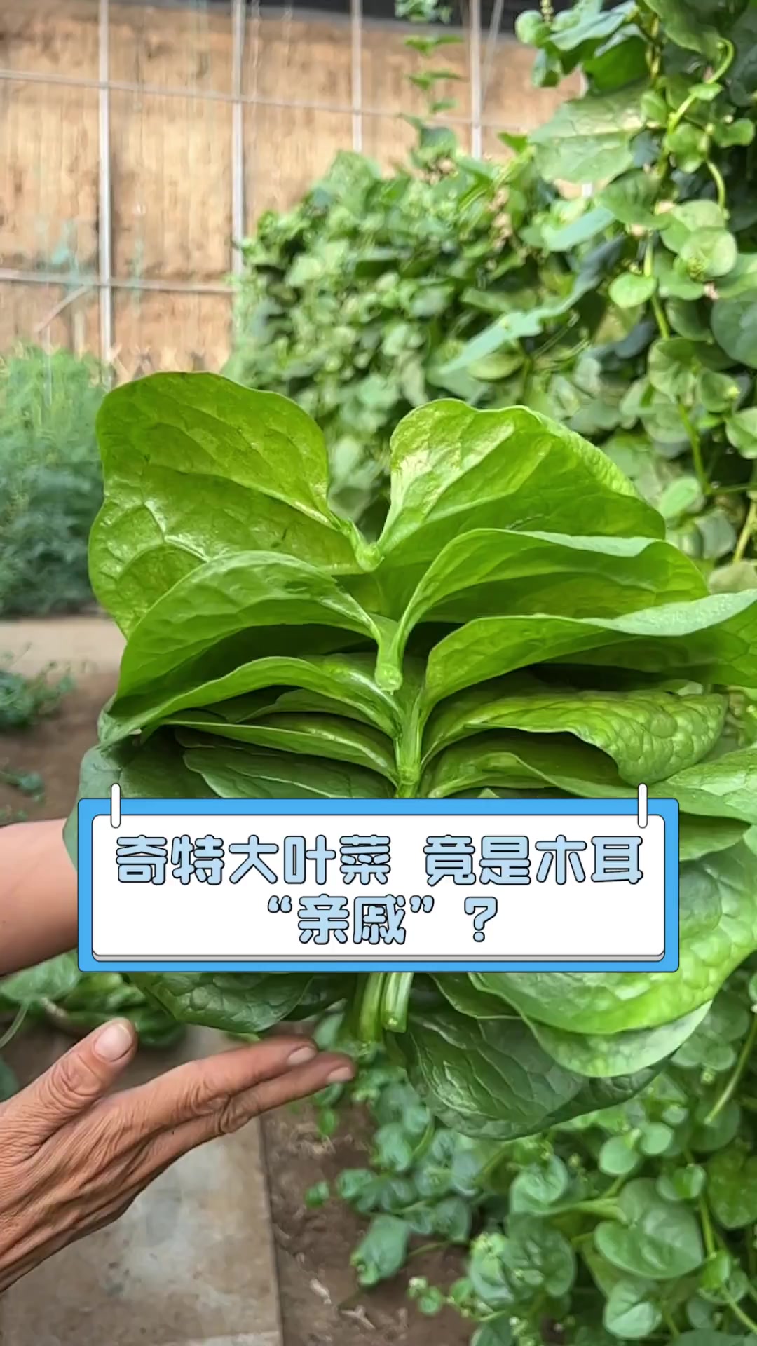 奇特大叶菜,竟是木耳“亲戚”?
