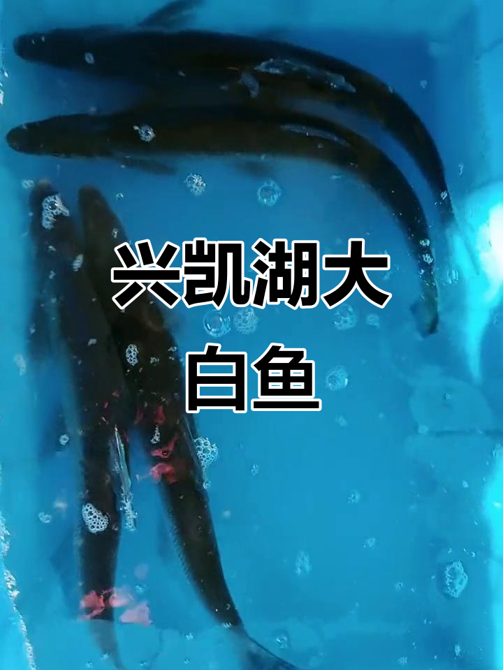 兴凯湖大白鱼:美味与自然的完美结合