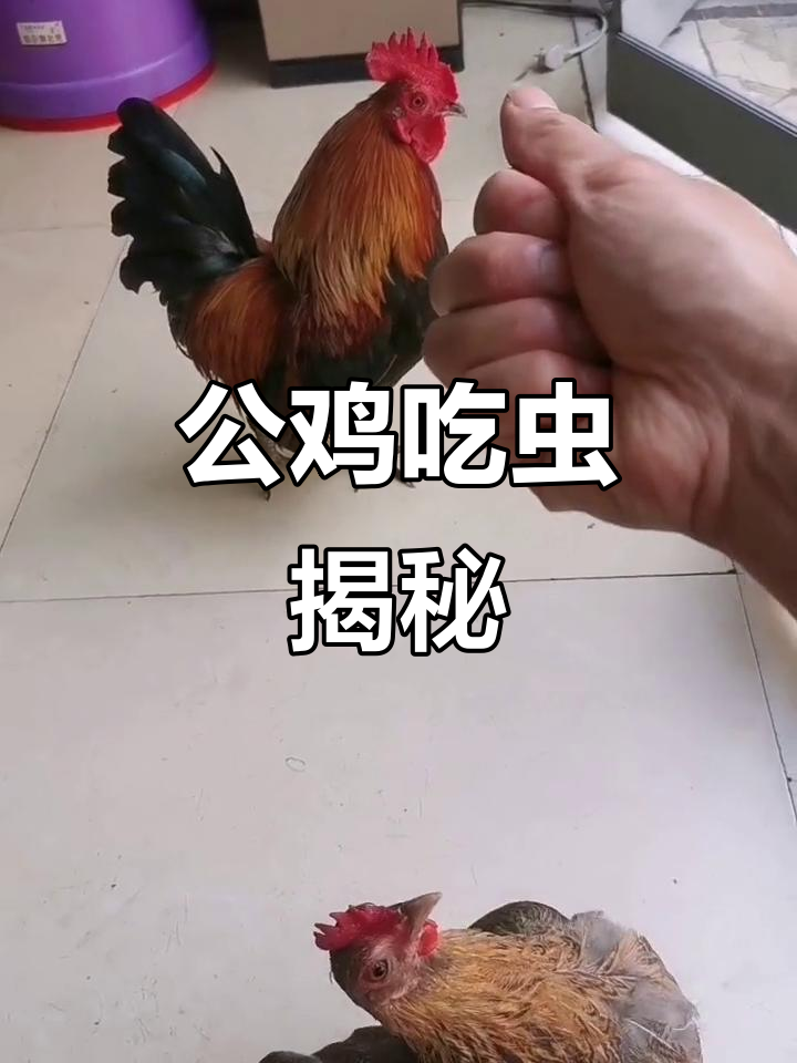 大公鸡能否吃虫子？结果出乎意料，快来帮忙判断！