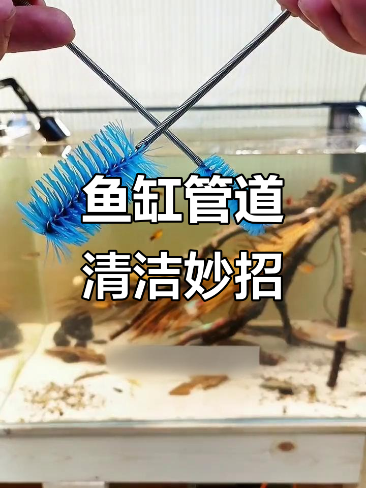 双头水管刷轻松清理鱼缸管件,细菌无忧