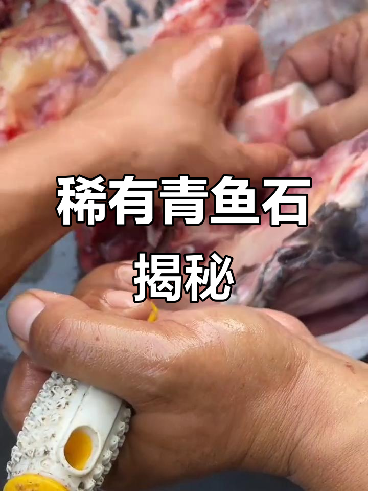青鱼石:深海珍宝,罕见纯净的活鱼胆