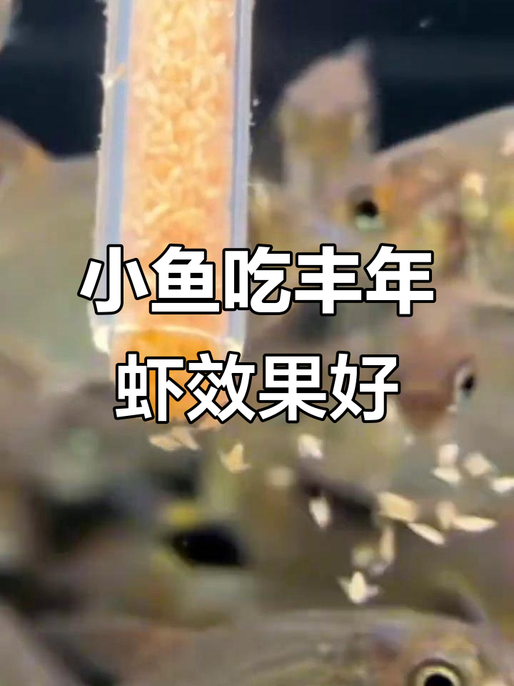 丰年虾适合小鱼,3公分以下喂食效果最佳