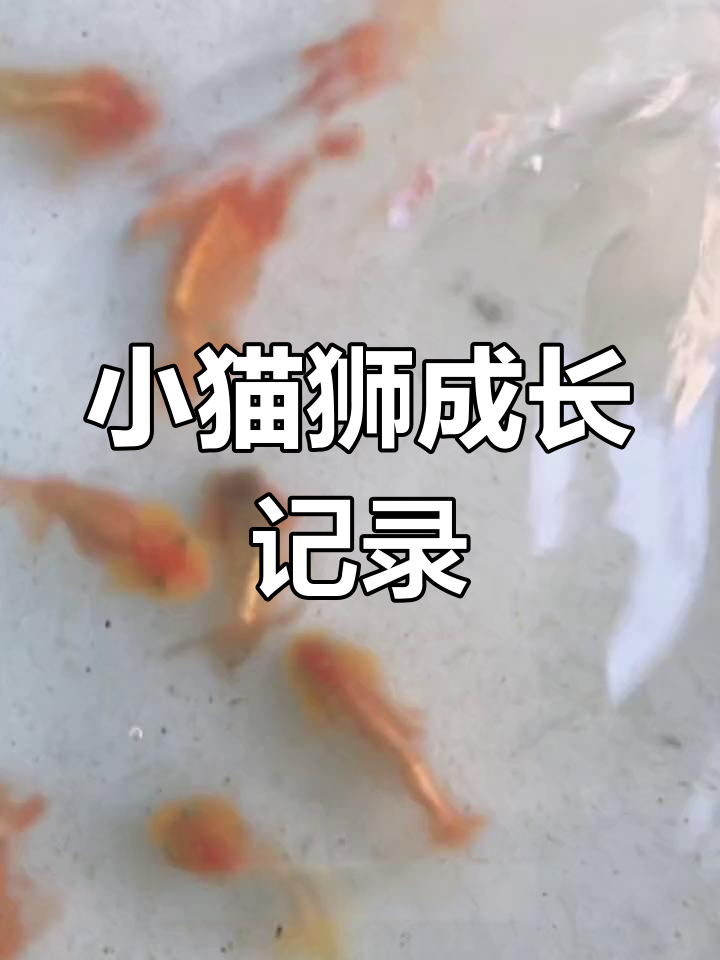 武汉猫狮金鱼繁殖日记