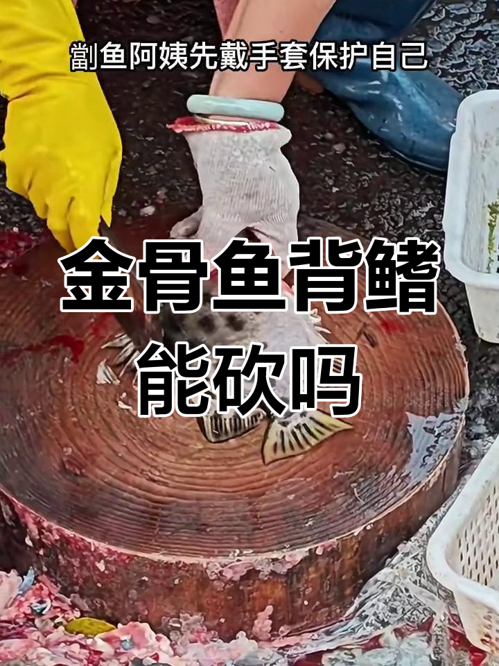 金鼓背鳍有毒,斩断后鱼肉变苦?真相揭秘