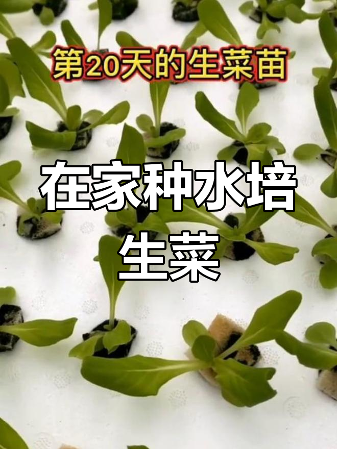 奶油生菜水培种植全纪录