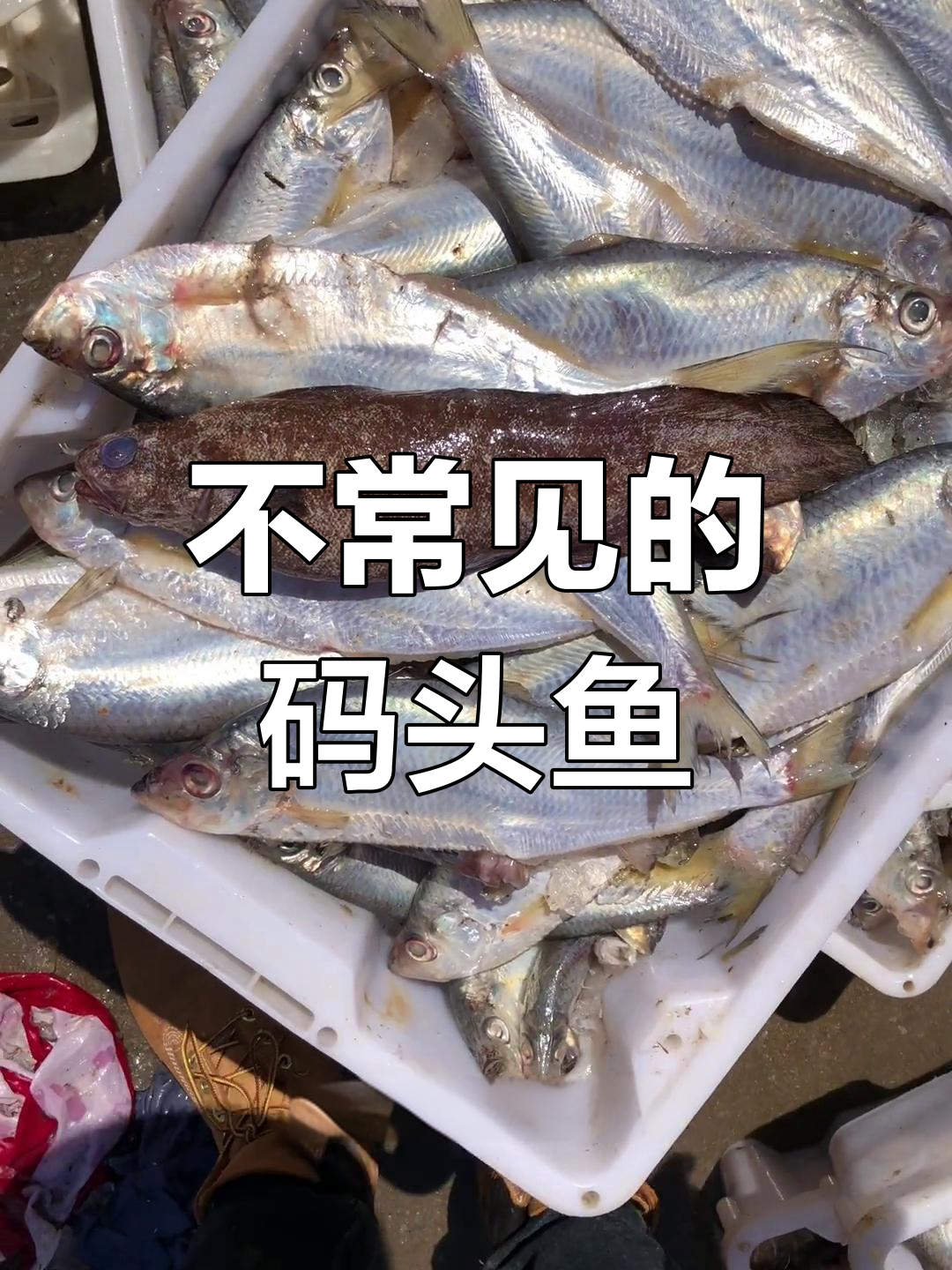 探索不常见深海鱼类