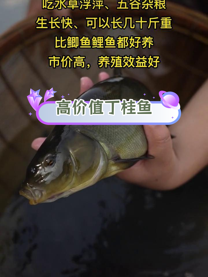 丁桂鱼养殖前景广阔,快速致富新选择