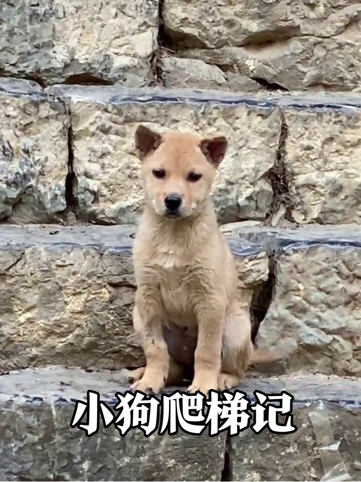 小黄狗挑战石阶,努力到劈叉也太可爱了!