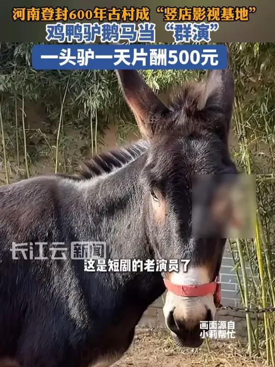 河南登封600年古村成“竖店影视基地，鸡鸭鹅驴马当“群演“，一头驴一天片酬500元