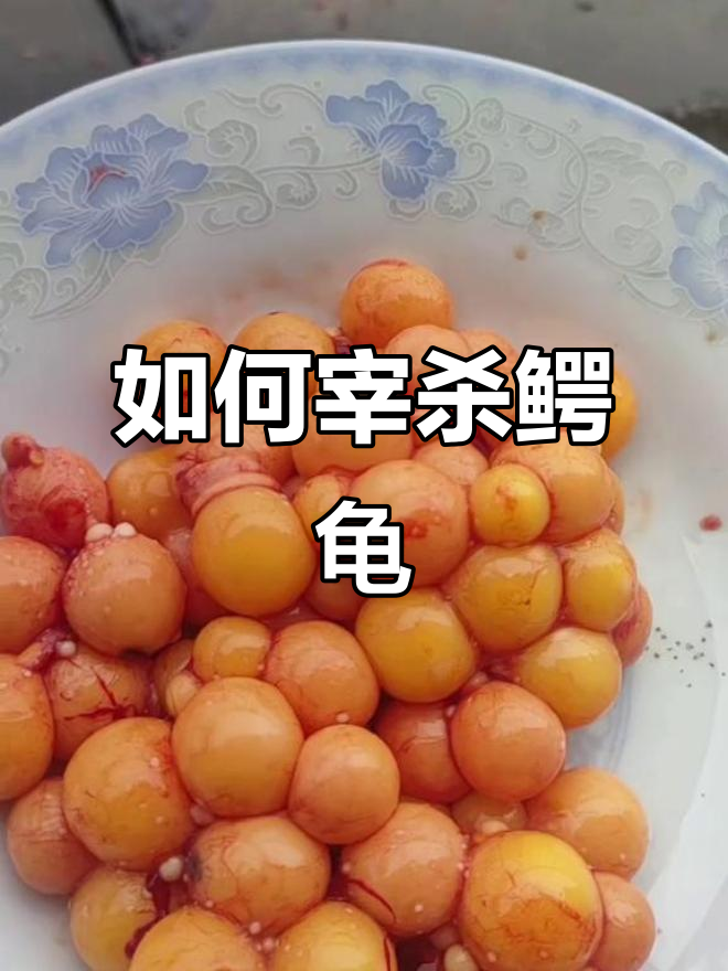 鳄龟宰杀技巧大揭秘,轻松学会正确做法