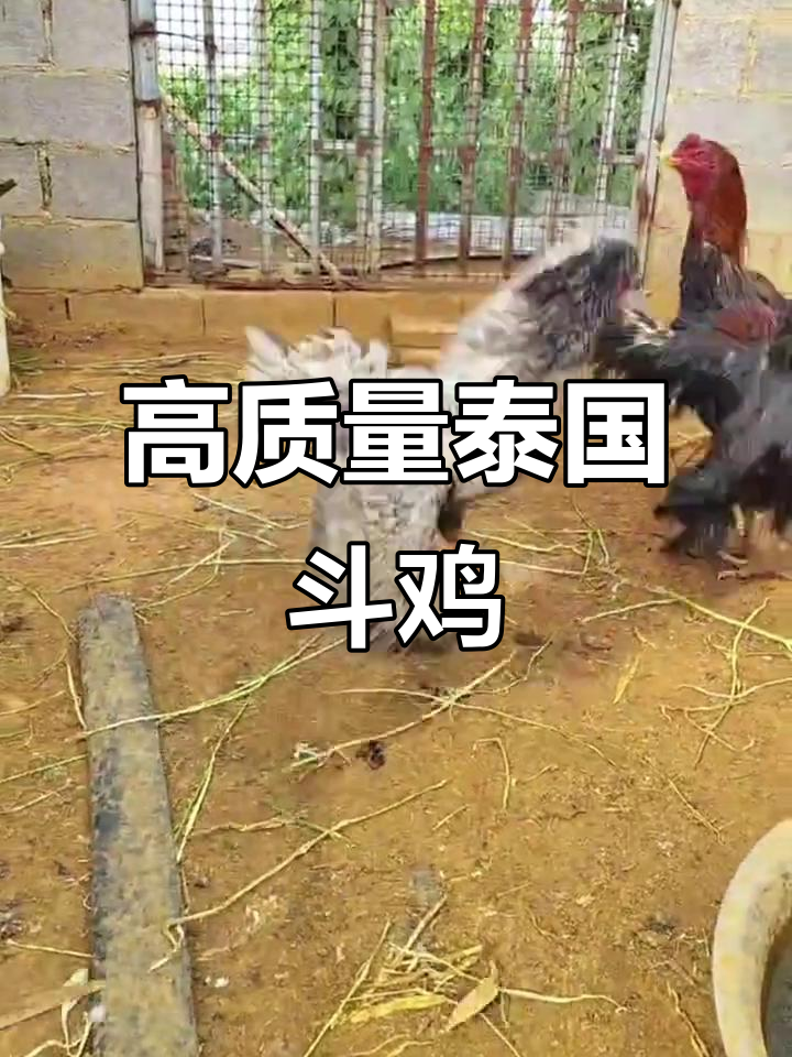 泰国盖大血统母鸡斗鸡现场,幽默互动不停