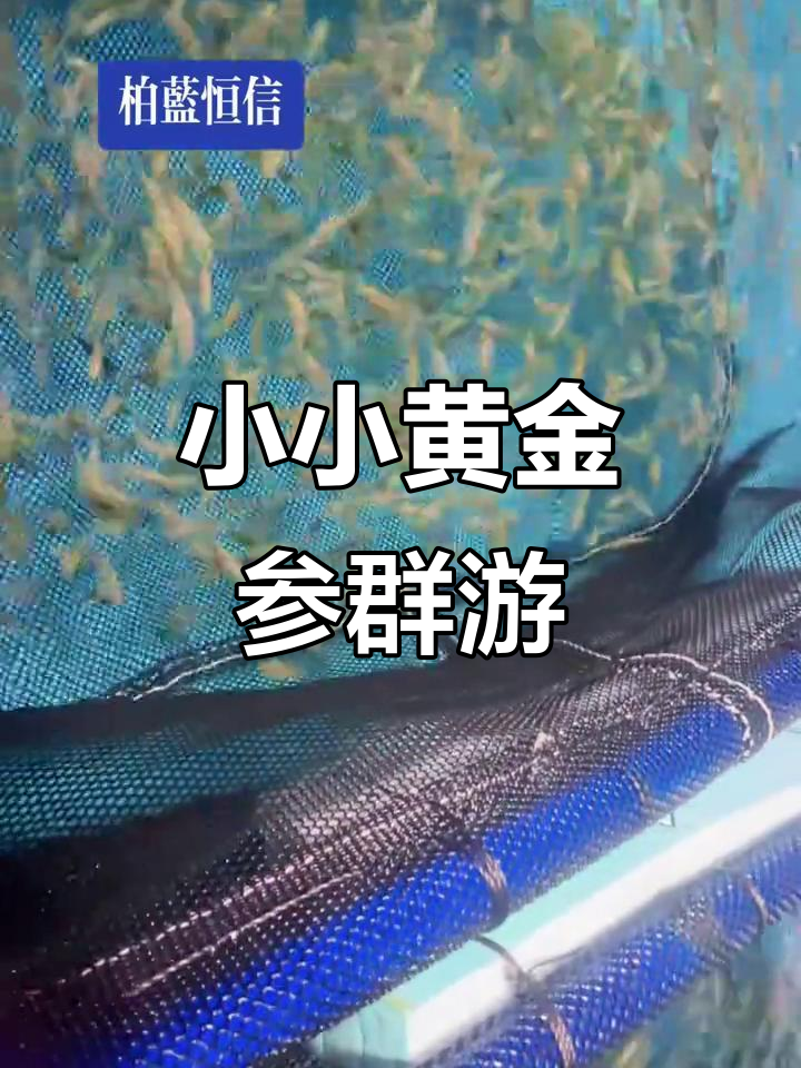 黄金参4厘米,群游惊艳海洋馆