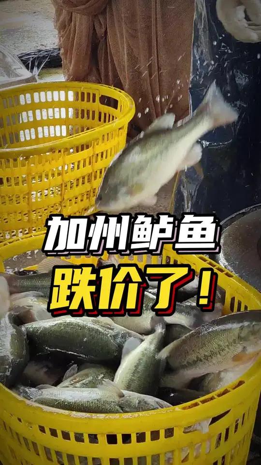 加州鲈鱼、鳜鱼跌价了!还能再涨起来吗