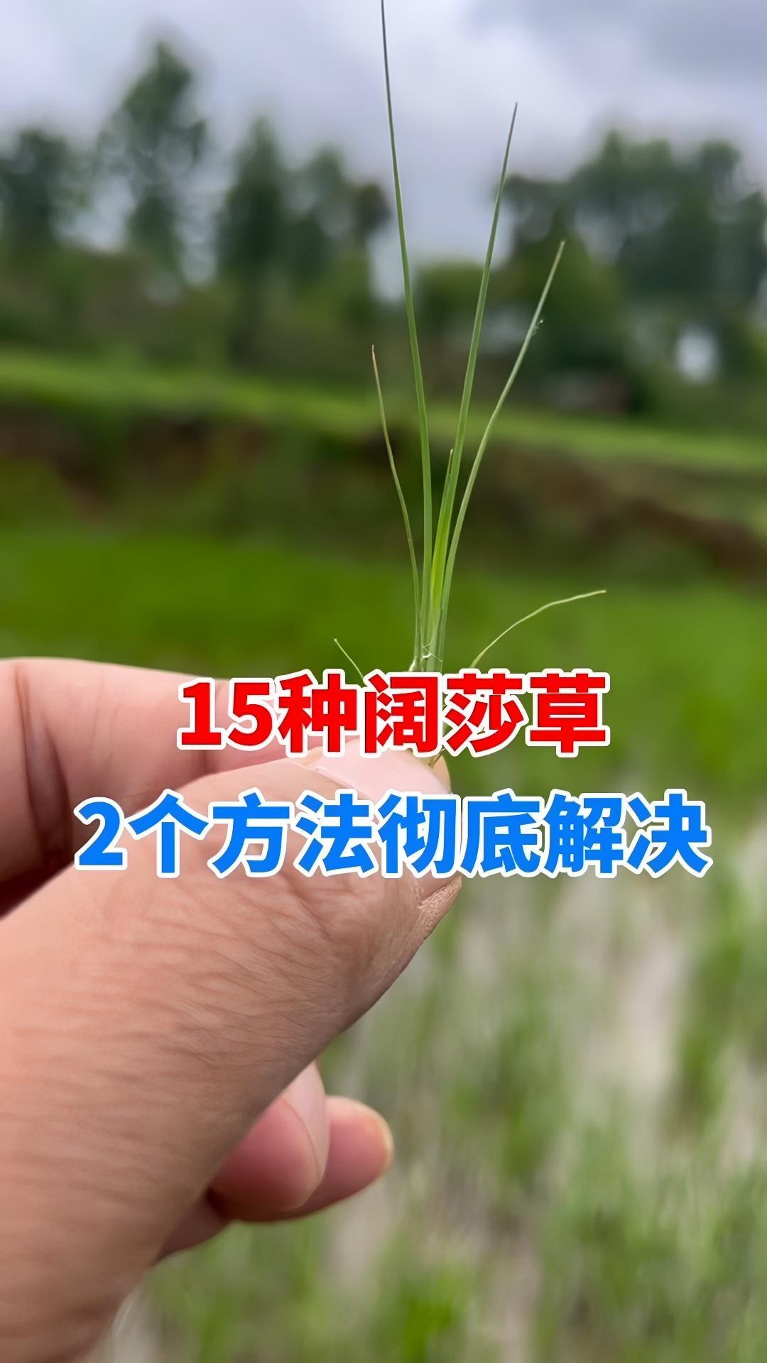 水稻田15种杂草,2个方案彻底解决 农作物农技110 三农 农民种地不容易 农业种植